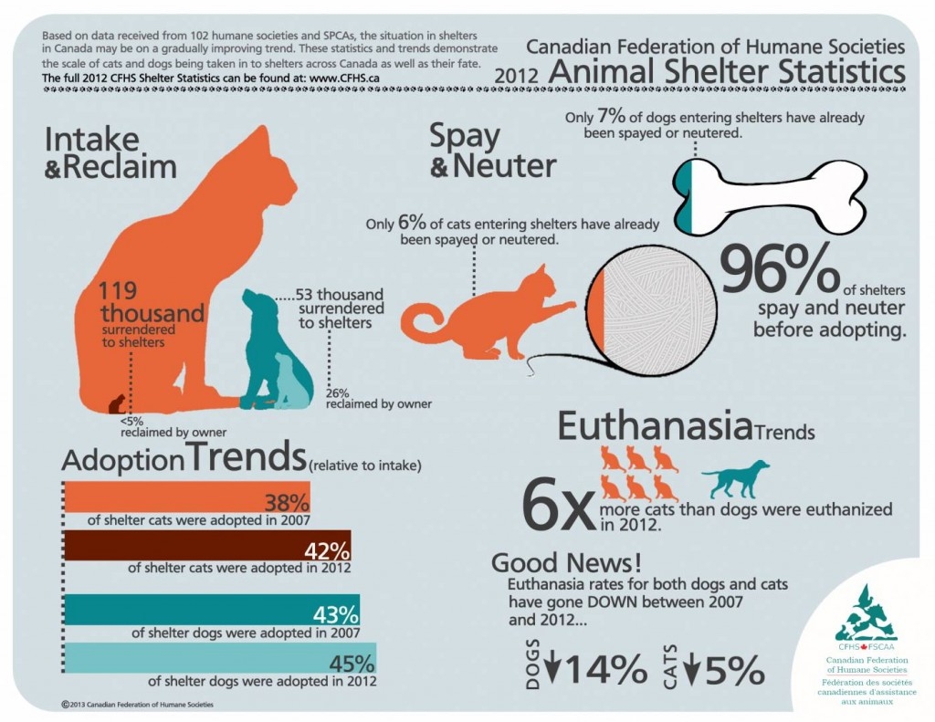 2012_shelter_statistics_infographic