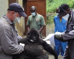 Orphaned Matabishi gets a quarantine exam from the Gorilla Doctors,  Senkwekwe Centre, Rumangabo, DRCongo. 