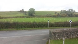 Welsh 'cottonballs' dot the landscape.