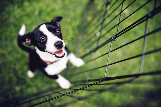 6 mistakes new dog owners make