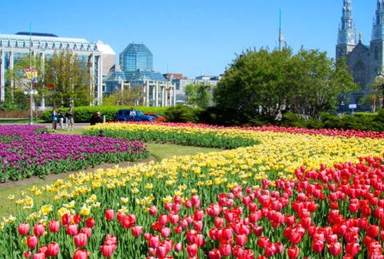 The Bulbs are Back: Canadian Tulip Festival Injects Colour in the Capital