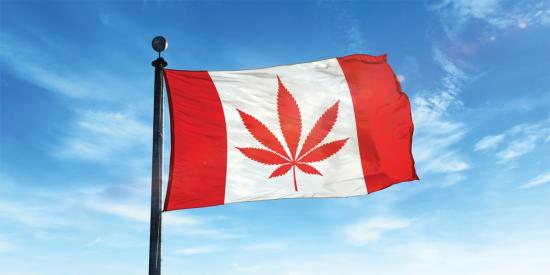 Marijuana and its economic value in Canada