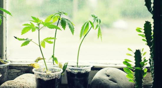 Finding seeds to grow your own marijuana
