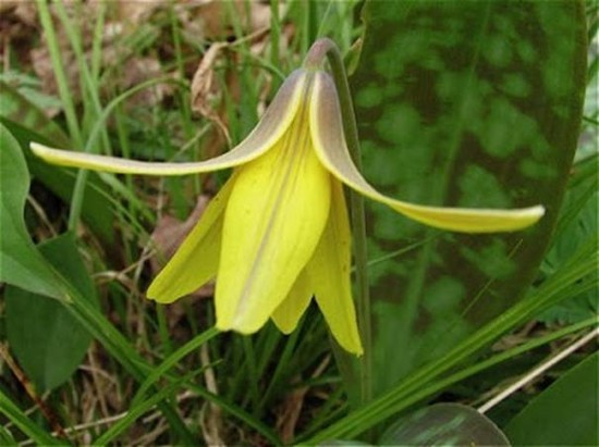 How The Trout Lily Got It's Spots