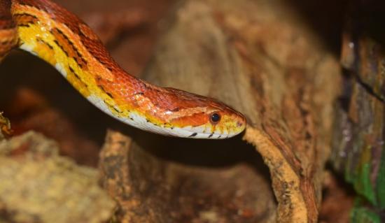 The best way to care for a pet corn snake