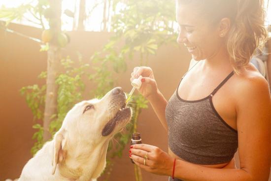 7 things you should know about CBD oil for pets