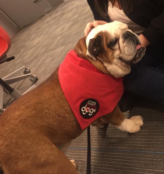 Therapy Dogs Go to University