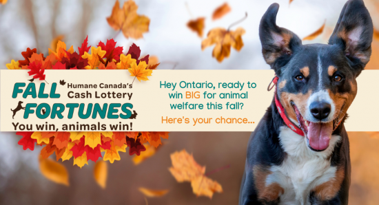Humane Canada’s Fall Fortunes Cash Lottery will change lives!