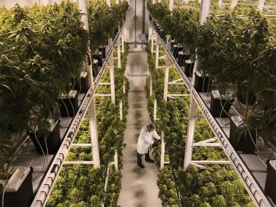 How Organigram turned cannabis into an all-Canadian experience