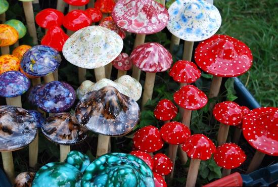Study on Magic Shrooms: Effects and Risks