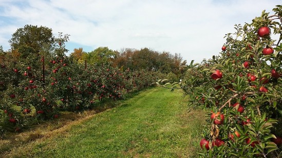 Apple Picking Season