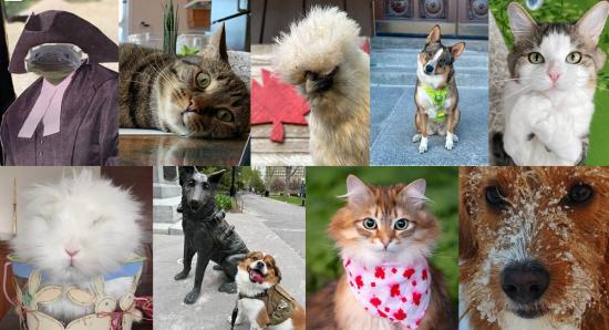 Parliament, Politics and Pets: The 2023 Cutest Pets on Parliament Hill