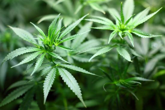 The confusion surrounding marijuana dispensaries—legal or illegal?