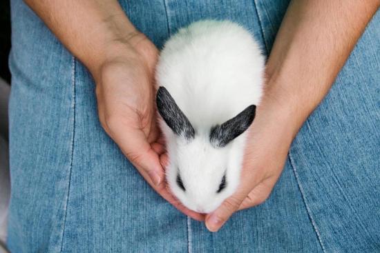 This Year, Don’t Let Another Easter Bunny Suffer  