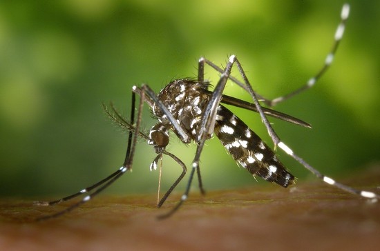 Why Zika Matters to Canada
