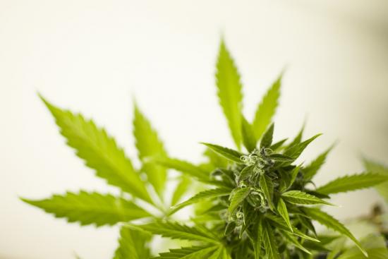 When Your Prescription is Pot: The ABC's of Cannabis