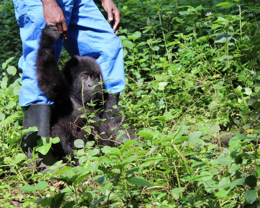 Young gorilla trapped in poacher's snare saved by park rangers in