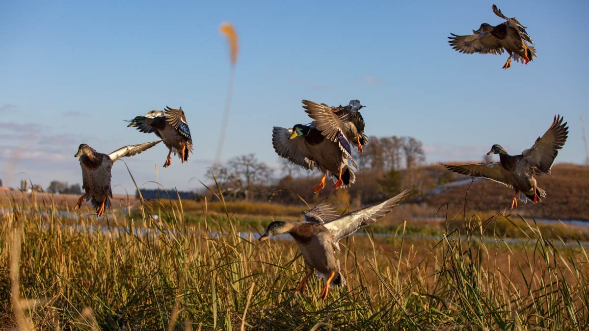 Still from the Duck Unlimited Canada film Wings Over Water film featuring ducks landing in tall grass Prairie Pothole Region