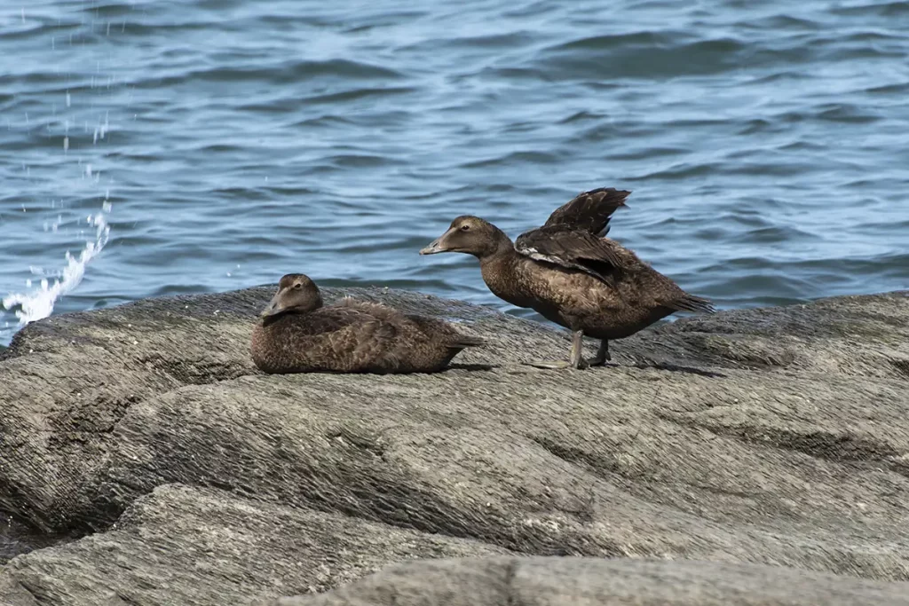 Some of the iconic eider ducks near Ile-aux-Lièvres and Brandy Pot Island.