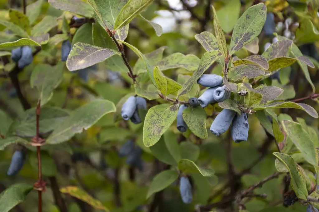 Haskap berries are unique to the Saguenay–Lac-Saint-Jean region.