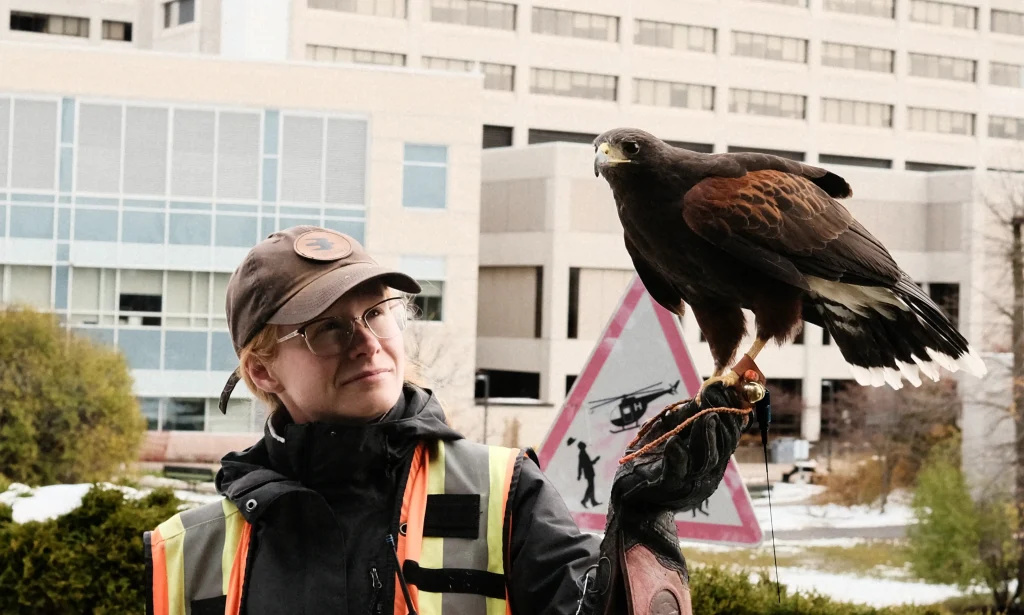 Monty the Hawk chases the crows at the Ottawa Hospital